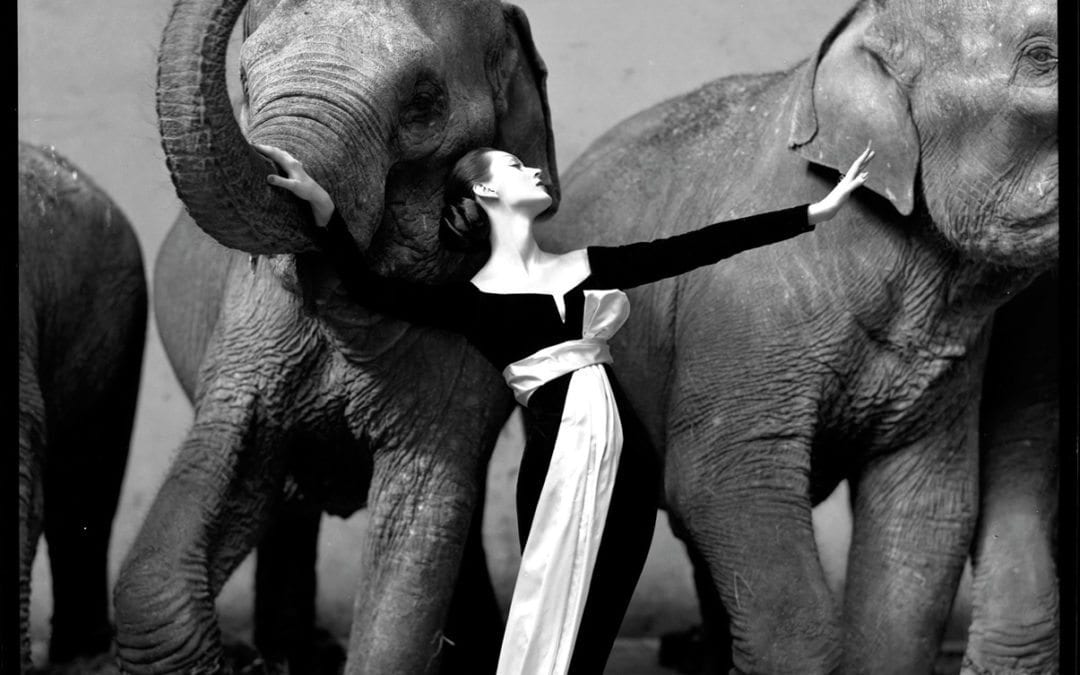 Kunstverket : Dovima with the Elephants av Richard Avedon